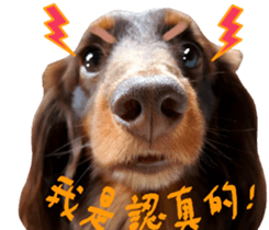 Big nose dog Toby. sticker #15907140