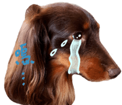 Big nose dog Toby. sticker #15907141