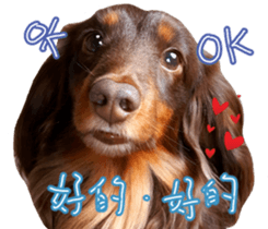 Big nose dog Toby. sticker #15907142