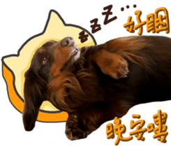 Big nose dog Toby. sticker #15907143