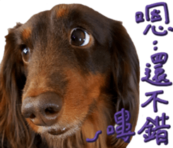 Big nose dog Toby. sticker #15907144