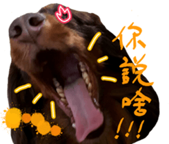 Big nose dog Toby. sticker #15907146