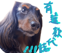 Big nose dog Toby. sticker #15907147