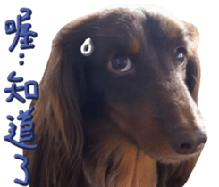 Big nose dog Toby. sticker #15907148