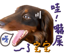 Big nose dog Toby. sticker #15907149