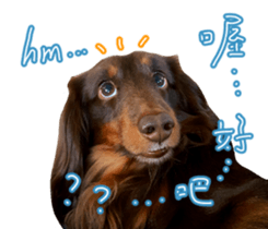 Big nose dog Toby. sticker #15907150