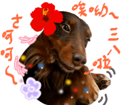 Big nose dog Toby. sticker #15907152