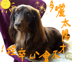 Big nose dog Toby. sticker #15907153