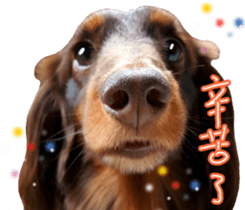 Big nose dog Toby. sticker #15907154