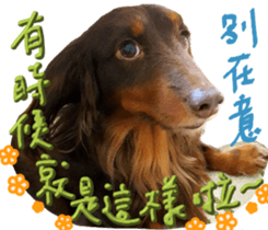 Big nose dog Toby. sticker #15907155