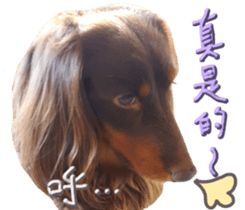 Big nose dog Toby. sticker #15907156