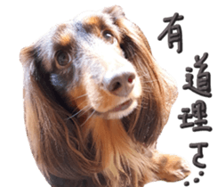 Big nose dog Toby. sticker #15907157