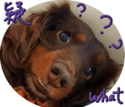 Big nose dog Toby. sticker #15907158