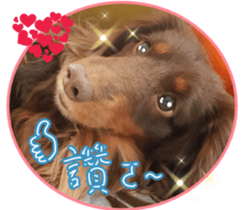 Big nose dog Toby. sticker #15907159