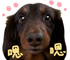 Big nose dog Toby. sticker #15907162