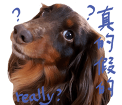 Big nose dog Toby. sticker #15907163