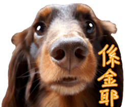 Big nose dog Toby. sticker #15907165