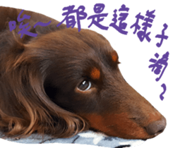 Big nose dog Toby. sticker #15907166