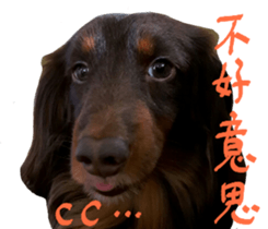 Big nose dog Toby. sticker #15907168