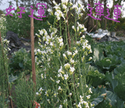 Such as orange sticker #15908490