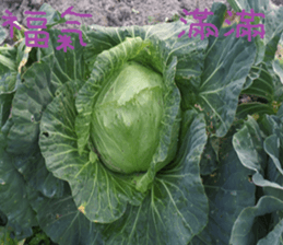 Such as orange sticker #15908491