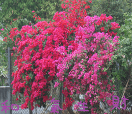 Such as orange sticker #15908493