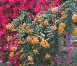 Such as orange sticker #15908494