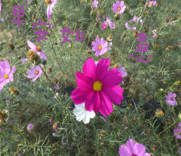 Cheonggyecheon sticker #15908764