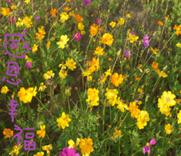 Cheonggyecheon sticker #15908765