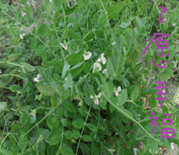 Cheonggyecheon sticker #15908767