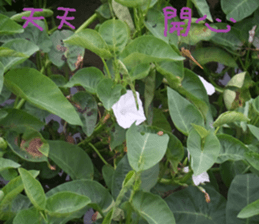 Cheonggyecheon sticker #15908768