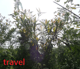 Qunli sticker #15908898