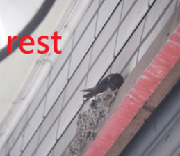 Qunli sticker #15908899