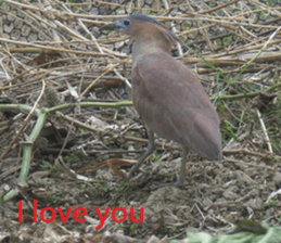 Qunli sticker #15908905