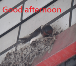 Mei Wang sticker #15908906