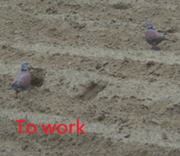 Mei Wang sticker #15908907