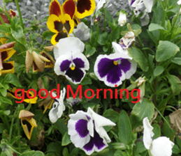 Mei Wang sticker #15908908