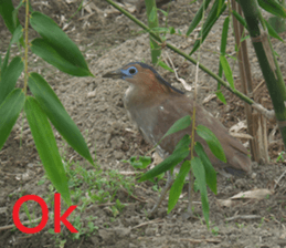 Mei Wang sticker #15908910