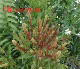 Mei Wang sticker #15908913