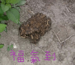 Ying Ju sticker #15909586