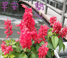 Ying Ju sticker #15909587