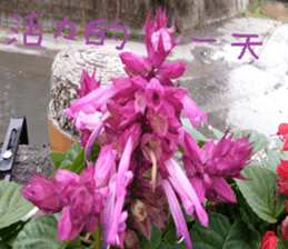 Ying Ju sticker #15909588