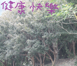 Ying Ju sticker #15909590