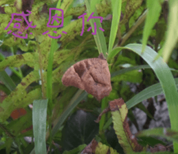 Ying Ju sticker #15909593