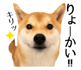 Shibainu-KOTETSU stamp vol.2 sticker #15910330