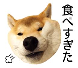 Shibainu-KOTETSU stamp vol.2 sticker #15910332