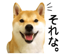 Shibainu-KOTETSU stamp vol.2 sticker #15910333