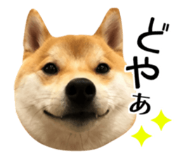 Shibainu-KOTETSU stamp vol.2 sticker #15910334