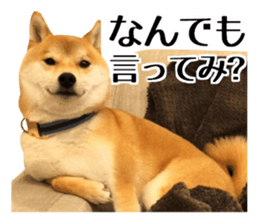 Shibainu-KOTETSU stamp vol.2 sticker #15910335