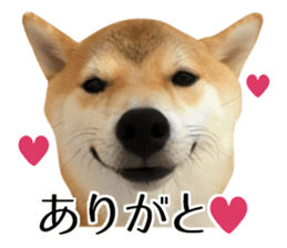 Shibainu-KOTETSU stamp vol.2 sticker #15910336